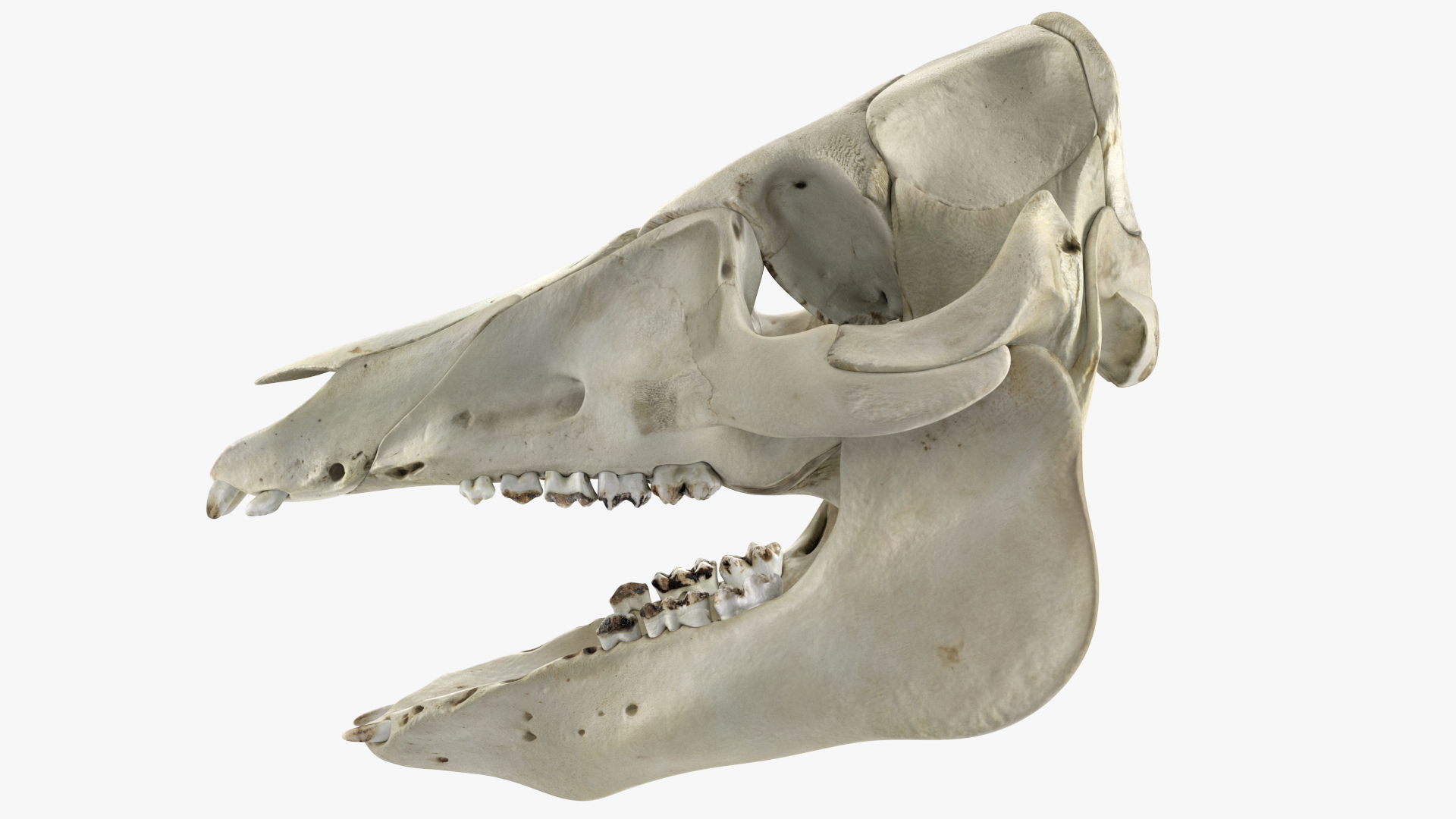 3D Domestic Pig Skull - TurboSquid 1732673