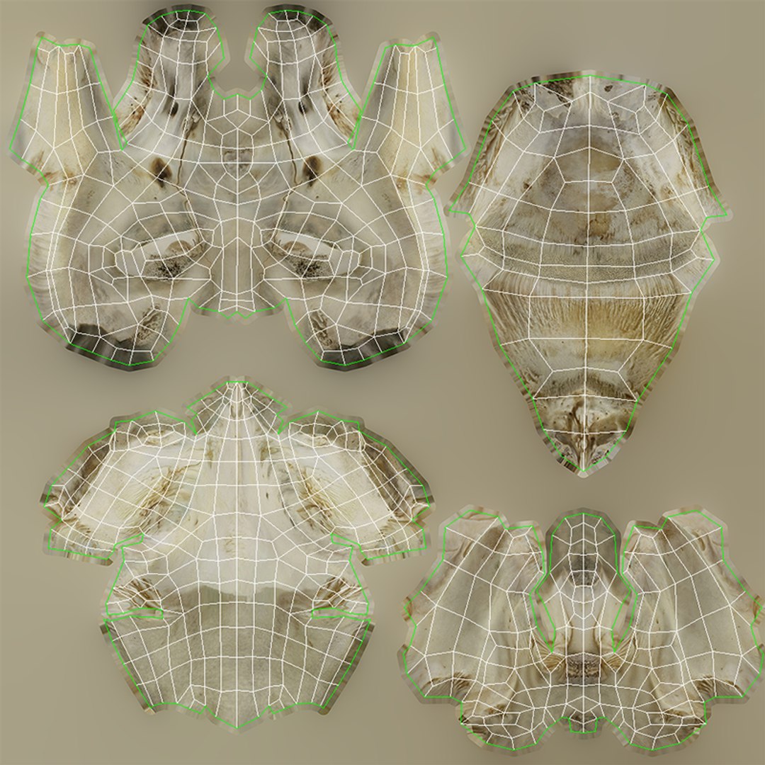 3D Domestic Pig Skull https://p.turbosquid.com/ts-thumb/SK/hL38D6/tA/1918uvimagenuchaloccipitalvomerpalatinum/png/1621056497/1920x1080/fit_q87/7409908c0b41fa11ddb6e978beaf52d89ba2e075/1918uvimagenuchaloccipitalvomerpalatinum.jpg
