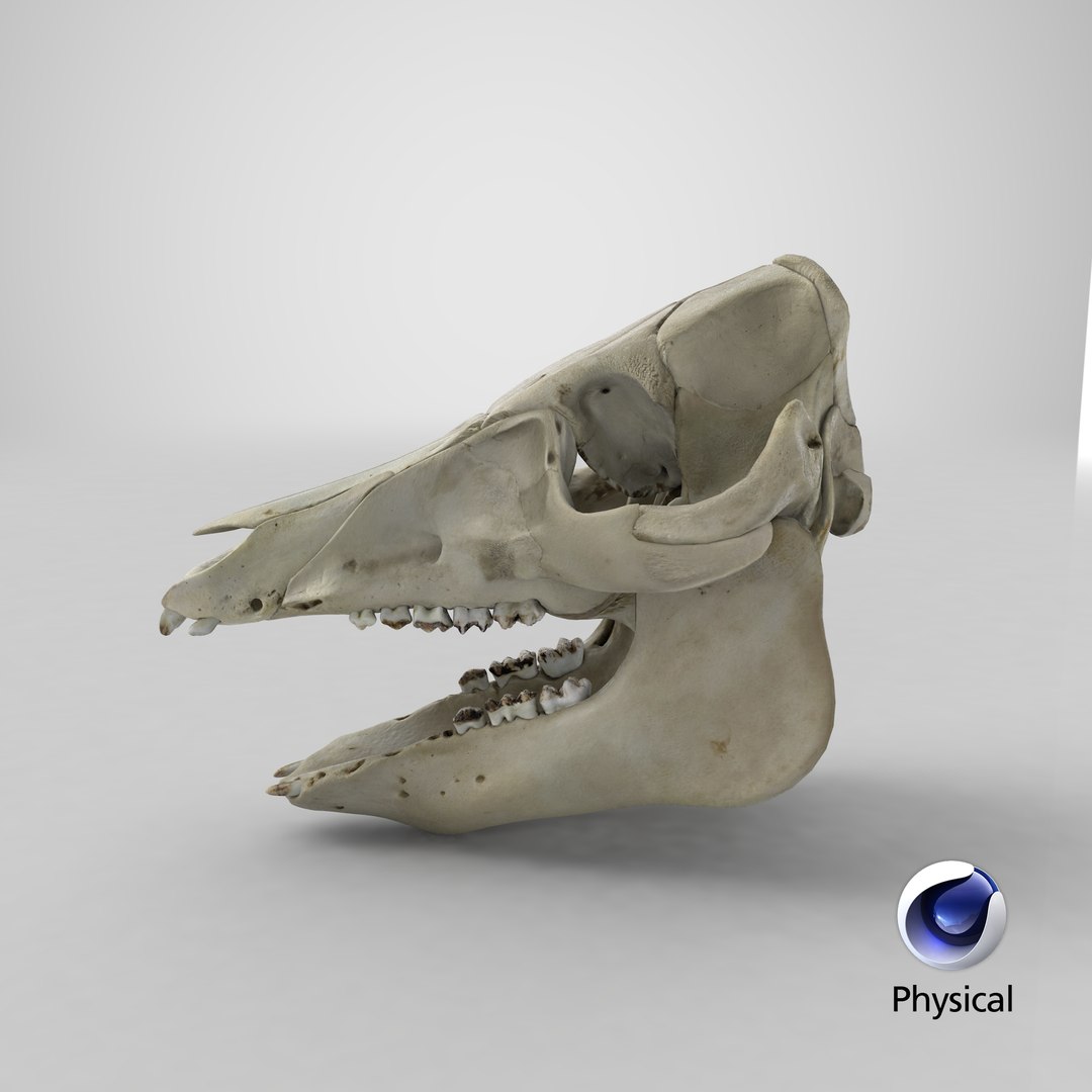 3D Domestic Pig Skull https://p.turbosquid.com/ts-thumb/SK/hL38D6/y9/stemcell_cinema_4d_physical_render/png/1621498710/1920x1080/fit_q87/298b153651fbc608b6dcc3a4036a493bcc02ac54/stemcell_cinema_4d_physical_render.jpg
