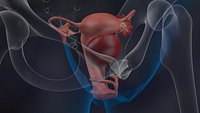 Uterus