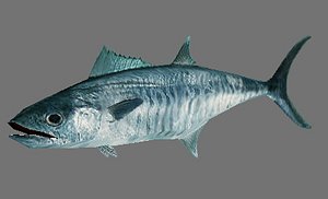 Spanish Mackerel (Scomberomorus)