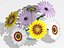 Daisies