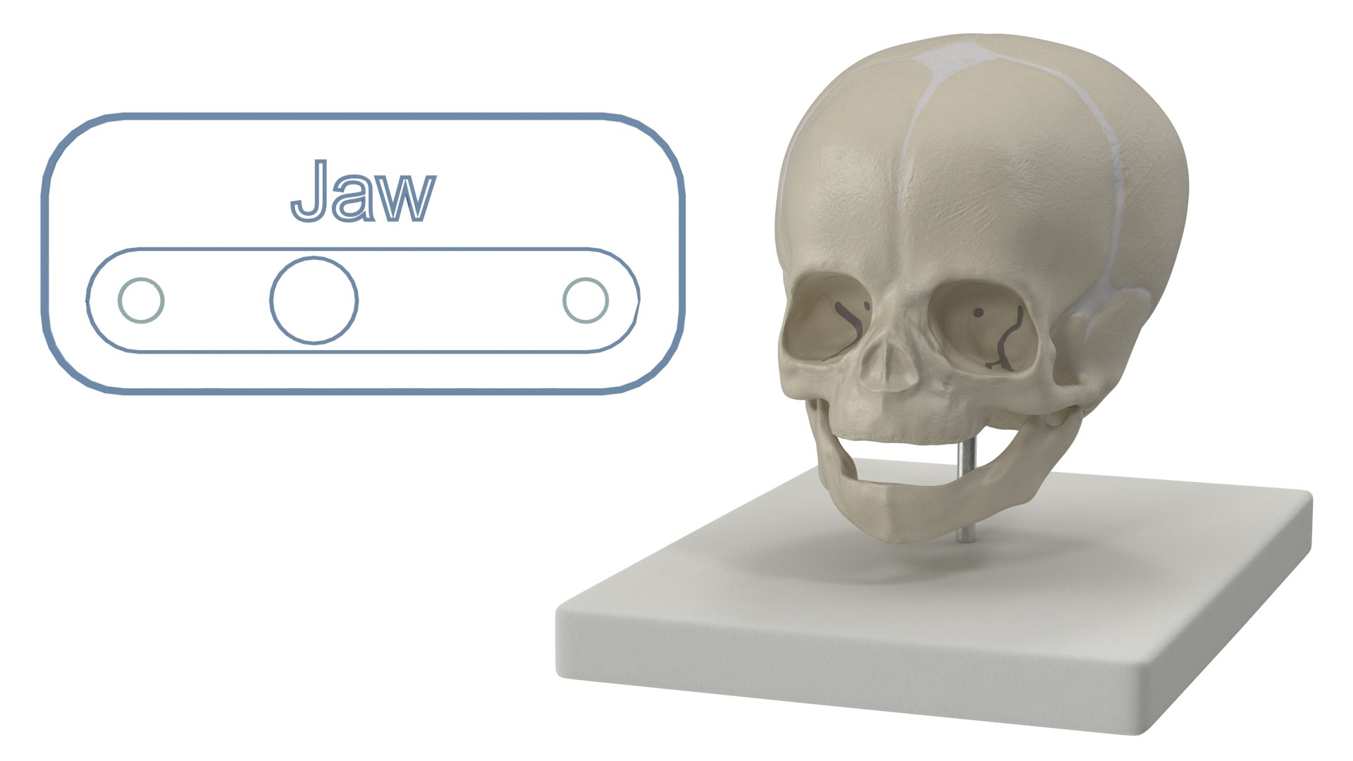 3D Pediatric Skull Teaching Model 40 Weeks Plastic Rigged model https://p.turbosquid.com/ts-thumb/SK/u8npX1/9M/pediatric_skull_teaching_model_40_weeks_plastic_rigged_007/jpg/1747727072/1920x1080/fit_q87/550085d5ccfb73c8e007dc21a47a849b43a7eeef/pediatric_skull_teaching_model_40_weeks_plastic_rigged_007.jpg
