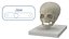 Pediatric Skull Teaching Model 40 Weeks Plastic Rigged