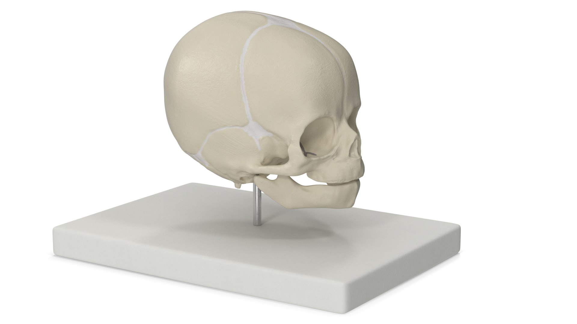 3D Pediatric Skull Teaching Model 40 Weeks Plastic Rigged model https://p.turbosquid.com/ts-thumb/SK/u8npX1/CM/pediatric_skull_teaching_model_40_weeks_plastic_rigged_008/jpg/1747727075/1920x1080/fit_q87/a81a7a4a407632c58f9c64ea9e3585e7a8c62b8d/pediatric_skull_teaching_model_40_weeks_plastic_rigged_008.jpg