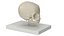 Pediatric Skull Teaching Model 40 Weeks Plastic Rigged