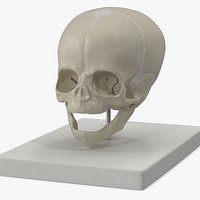 Pediatric Skull Teaching Model 40 Weeks Plastic Rigged