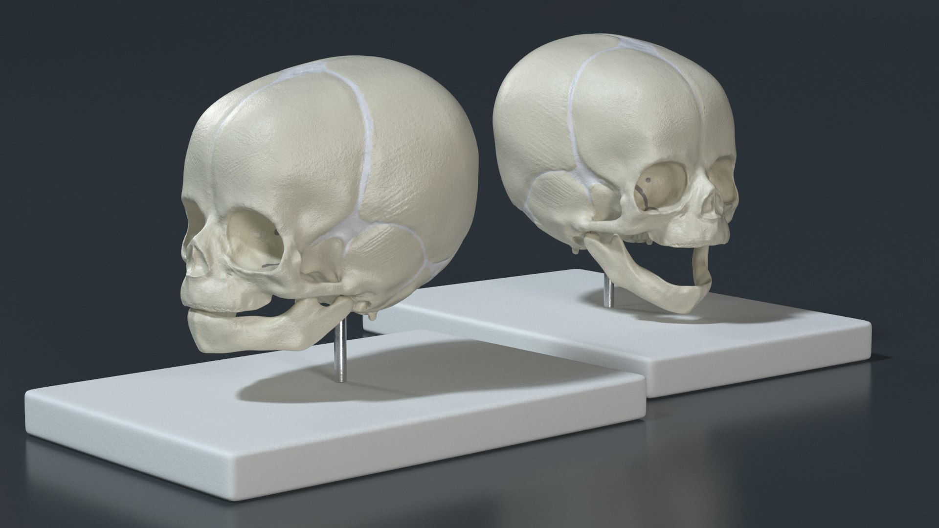 3D Pediatric Skull Teaching Model 40 Weeks Plastic Rigged model https://p.turbosquid.com/ts-thumb/SK/u8npX1/WP/pediatric_skull_teaching_model_40_weeks_plastic_rigged_005/jpg/1747727066/1920x1080/fit_q87/5cd8aa8381fa420c1103dedc73f7286b1587a19e/pediatric_skull_teaching_model_40_weeks_plastic_rigged_005.jpg