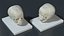 Pediatric Skull Teaching Model 40 Weeks Plastic Rigged