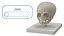 Pediatric Skull Teaching Model 40 Weeks Plastic Rigged