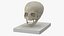 Pediatric Skull Teaching Model 40 Weeks Plastic Rigged