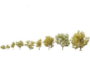 Styphnolobium japonicum - Japanese pagoda tree 02