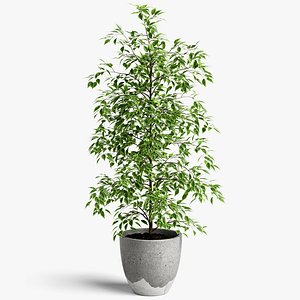 ficus benjamina