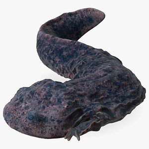 Salamander Dark Lying