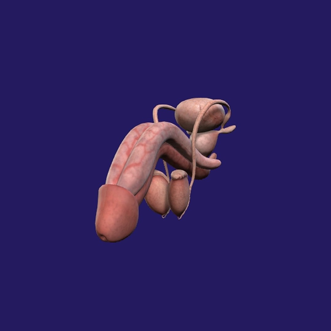 Penis Anatomy 3D model https://p.turbosquid.com/ts-thumb/SL/K7rYs9/0S/p1/jpg/1686656223/1920x1080/fit_q87/f5dd078dd879745cf07663c995a3e53c530bfb2a/p1.jpg