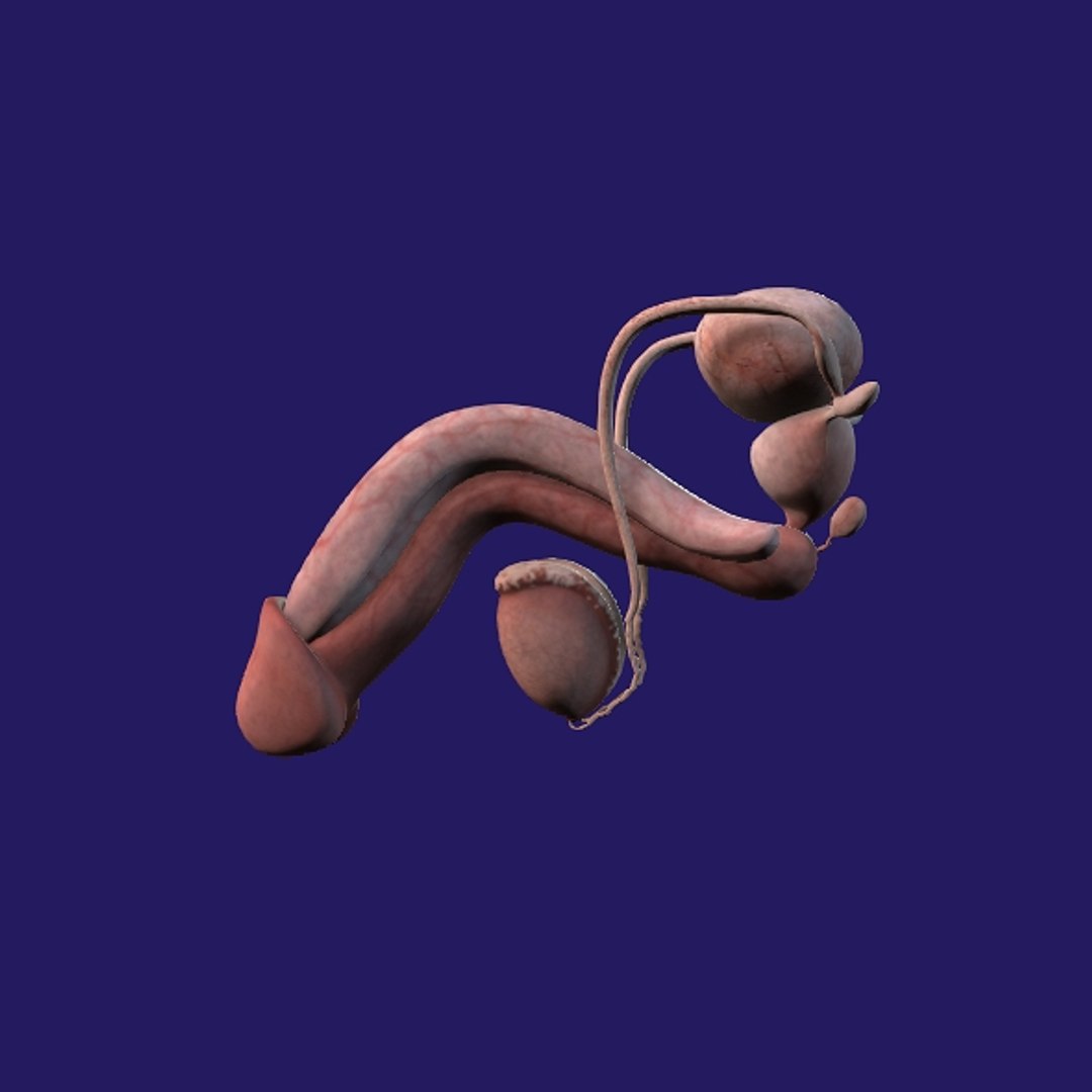 Penis Anatomy 3D model https://p.turbosquid.com/ts-thumb/SL/K7rYs9/0X/p11/jpg/1686656230/1920x1080/fit_q87/c9e9de963bf47922563cd045c6bda423006e0ebc/p11.jpg