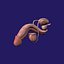 Penis Anatomy