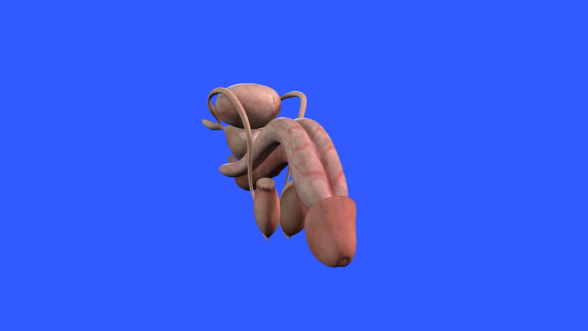Penis Anatomy 3D model https://p.turbosquid.com/ts-thumb/SL/K7rYs9/6p/9/jpg/1686656222/1920x1080/fit_q87/451b530a56d0c8559848373fd573889d7c30bc49/9.jpg