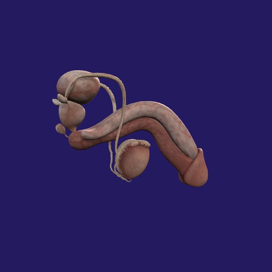 Penis Anatomy 3D model https://p.turbosquid.com/ts-thumb/SL/K7rYs9/LV/p22/jpg/1686656235/1920x1080/fit_q87/ae8044397c91f5c9370c8d7e4724d84ad90be260/p22.jpg