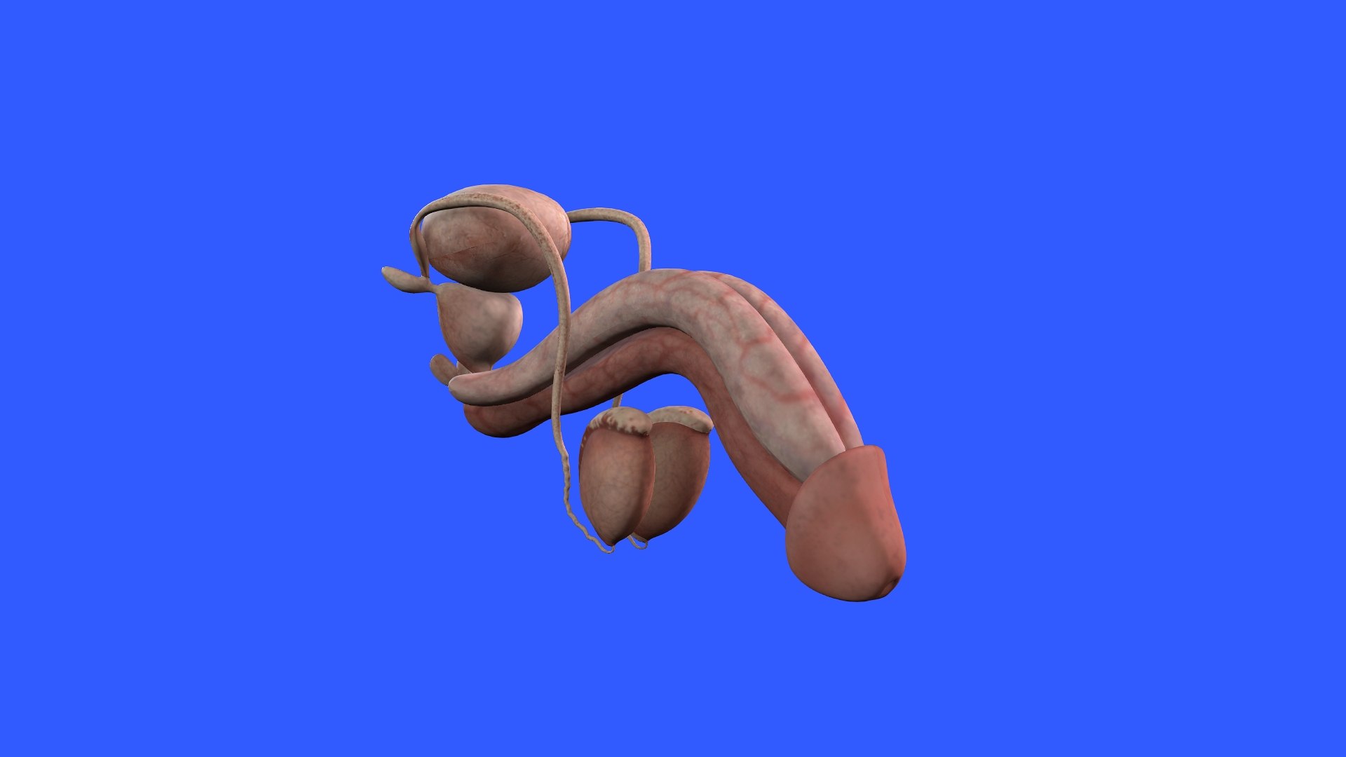 Penis Anatomy 3D model https://p.turbosquid.com/ts-thumb/SL/K7rYs9/MV/8/jpg/1686656222/1920x1080/fit_q87/4f34039303072b5abc4e2e2aed1ac23646462f15/8.jpg