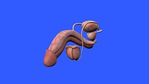 Penis Anatomy