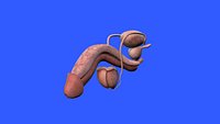 Penis Anatomy
