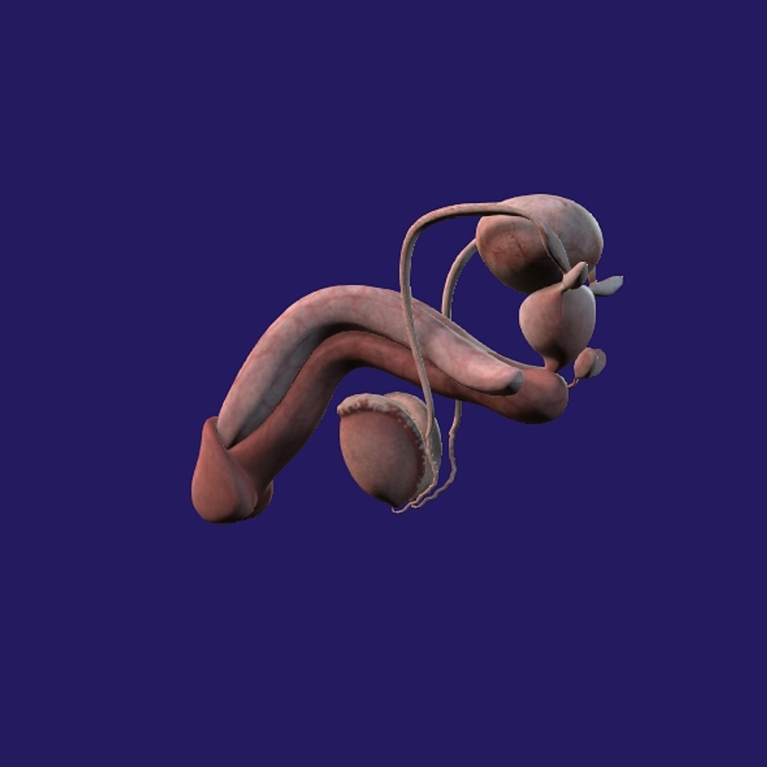 Penis Anatomy 3D model https://p.turbosquid.com/ts-thumb/SL/K7rYs9/NF/p13/jpg/1686656230/1920x1080/fit_q87/73a1430958e9904eeea2b79176779361cc06b972/p13.jpg