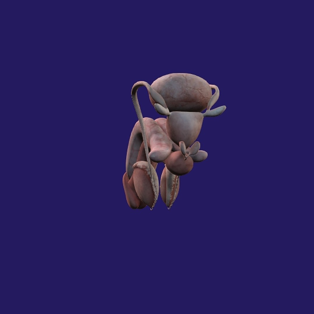 Penis Anatomy 3D model https://p.turbosquid.com/ts-thumb/SL/K7rYs9/O1/p17/jpg/1686656233/1920x1080/fit_q87/cea476445290e973b397ee0b1189b3a67809d612/p17.jpg