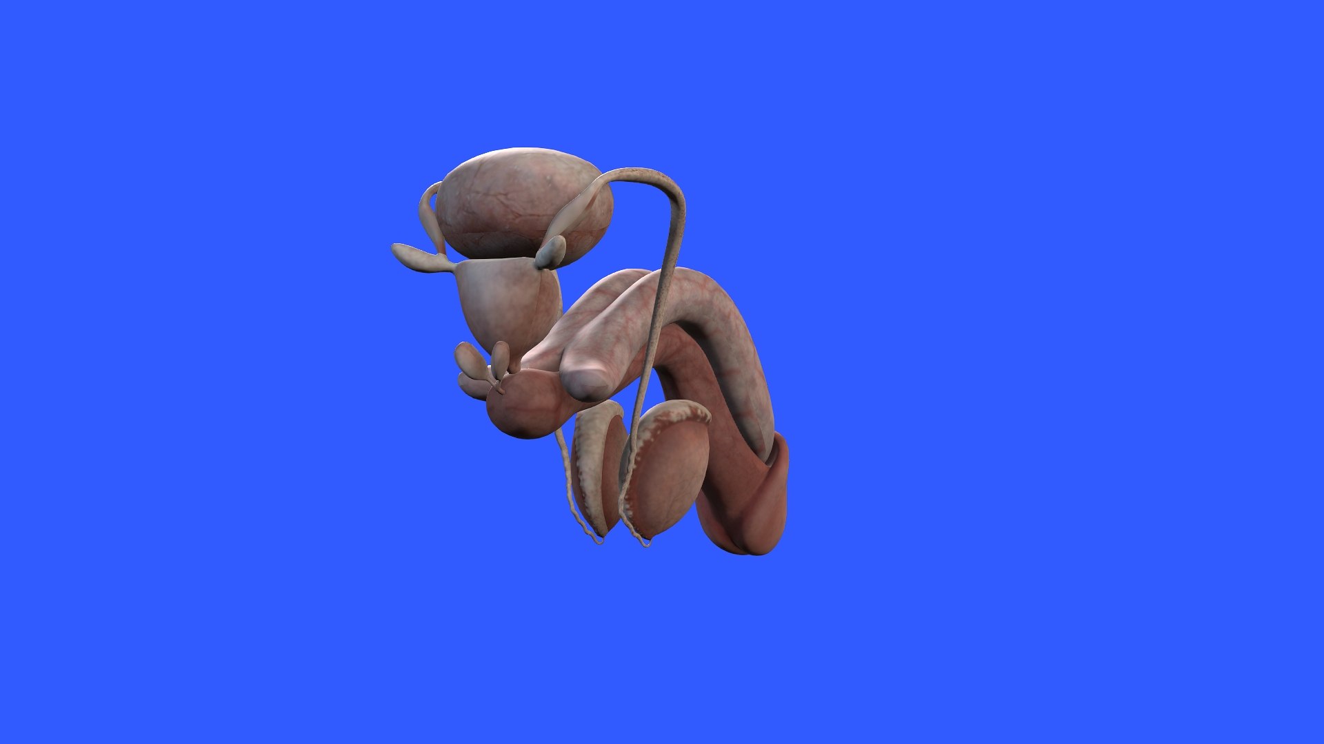 Penis Anatomy 3D model https://p.turbosquid.com/ts-thumb/SL/K7rYs9/Pt/6/jpg/1686656220/1920x1080/fit_q87/10bc099dd2bbb89b2c15ece336224d334041f62b/6.jpg