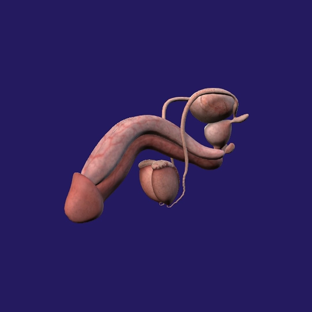 Penis Anatomy 3D model https://p.turbosquid.com/ts-thumb/SL/K7rYs9/Pt/p8/jpg/1686656228/1920x1080/fit_q87/68b5a7e57d1ca1772192f101af50afcb4b3678b4/p8.jpg