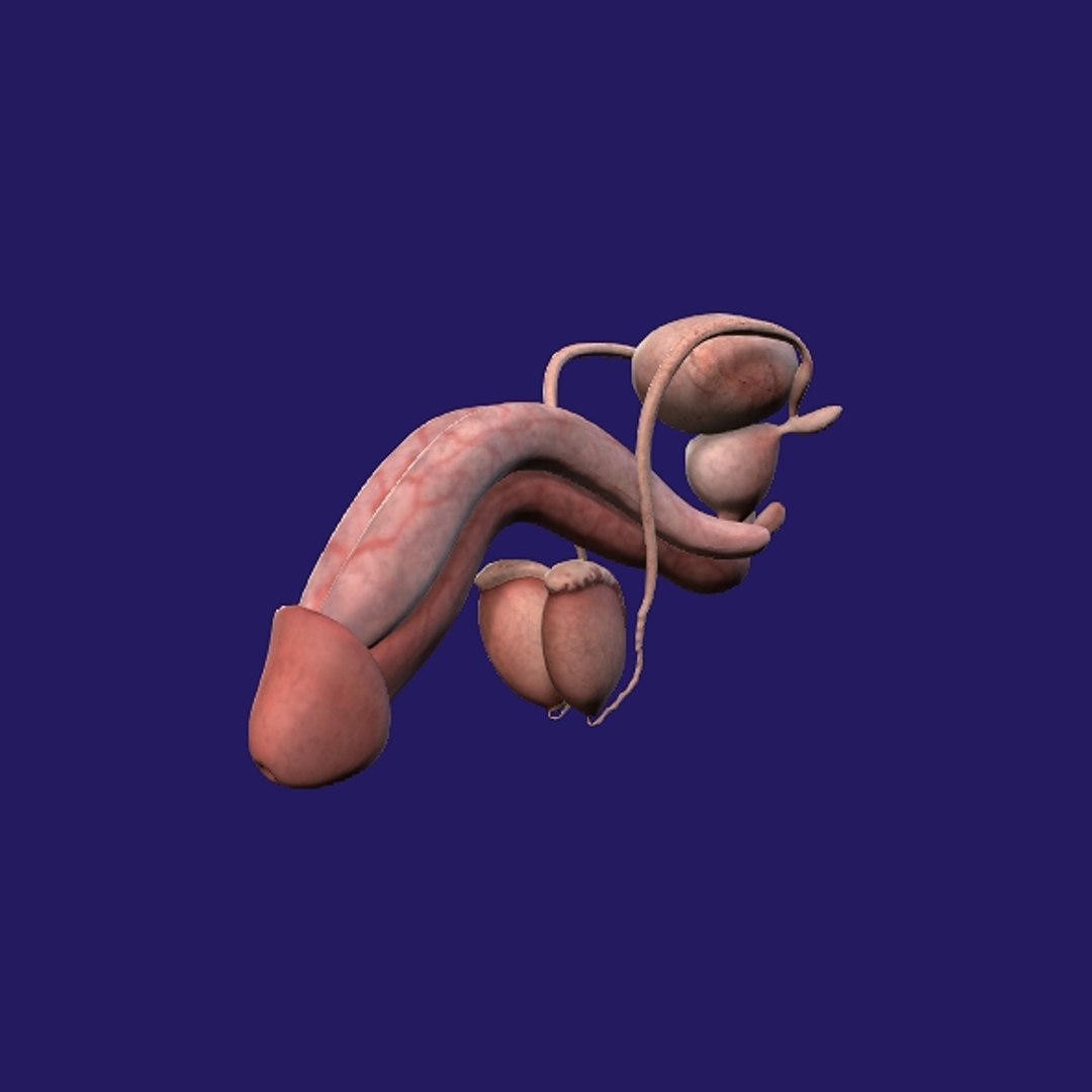Penis Anatomy 3D model https://p.turbosquid.com/ts-thumb/SL/K7rYs9/Uf/p5/jpg/1686656226/1920x1080/fit_q87/deb473a34c51d221cd3b985b7741c7fc071a5ce9/p5.jpg