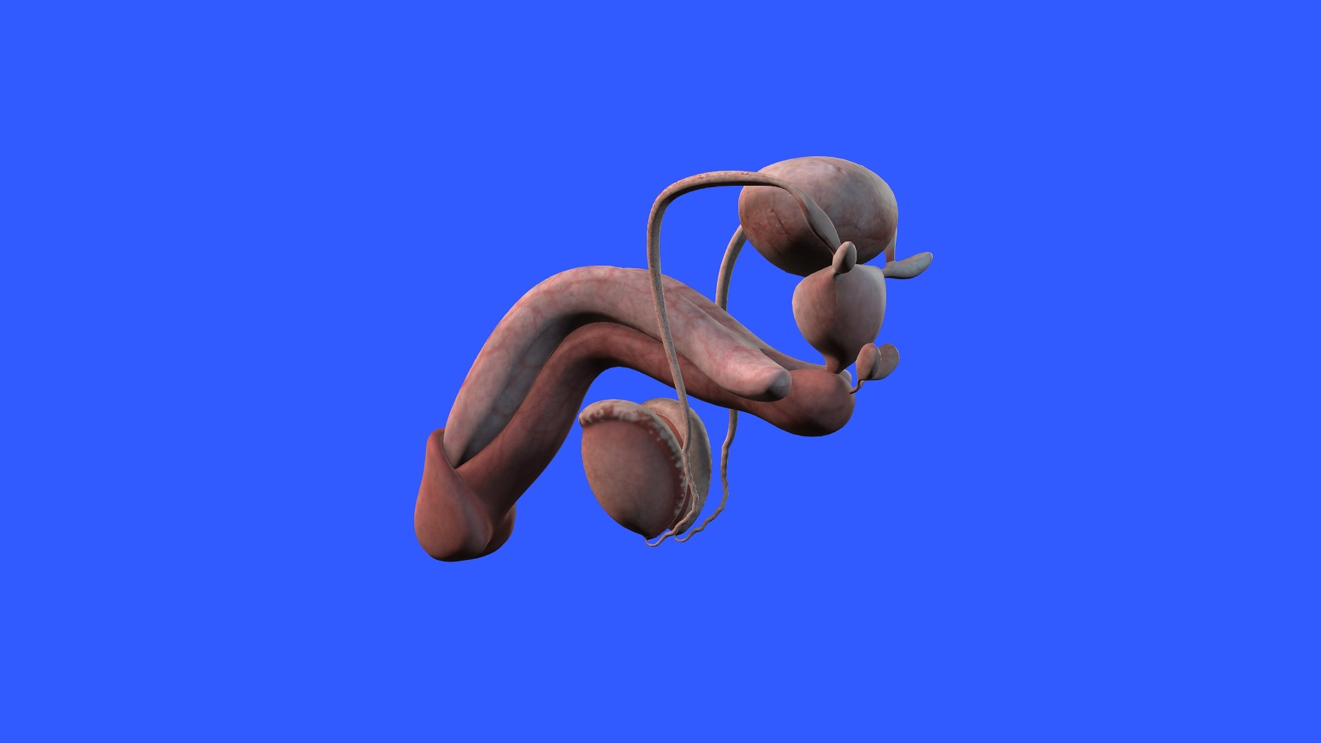Penis Anatomy 3D model https://p.turbosquid.com/ts-thumb/SL/K7rYs9/Vv/4/jpg/1686656220/1920x1080/fit_q87/0bd14eb44082d69423f57fbe68b19f51f64ec220/4.jpg