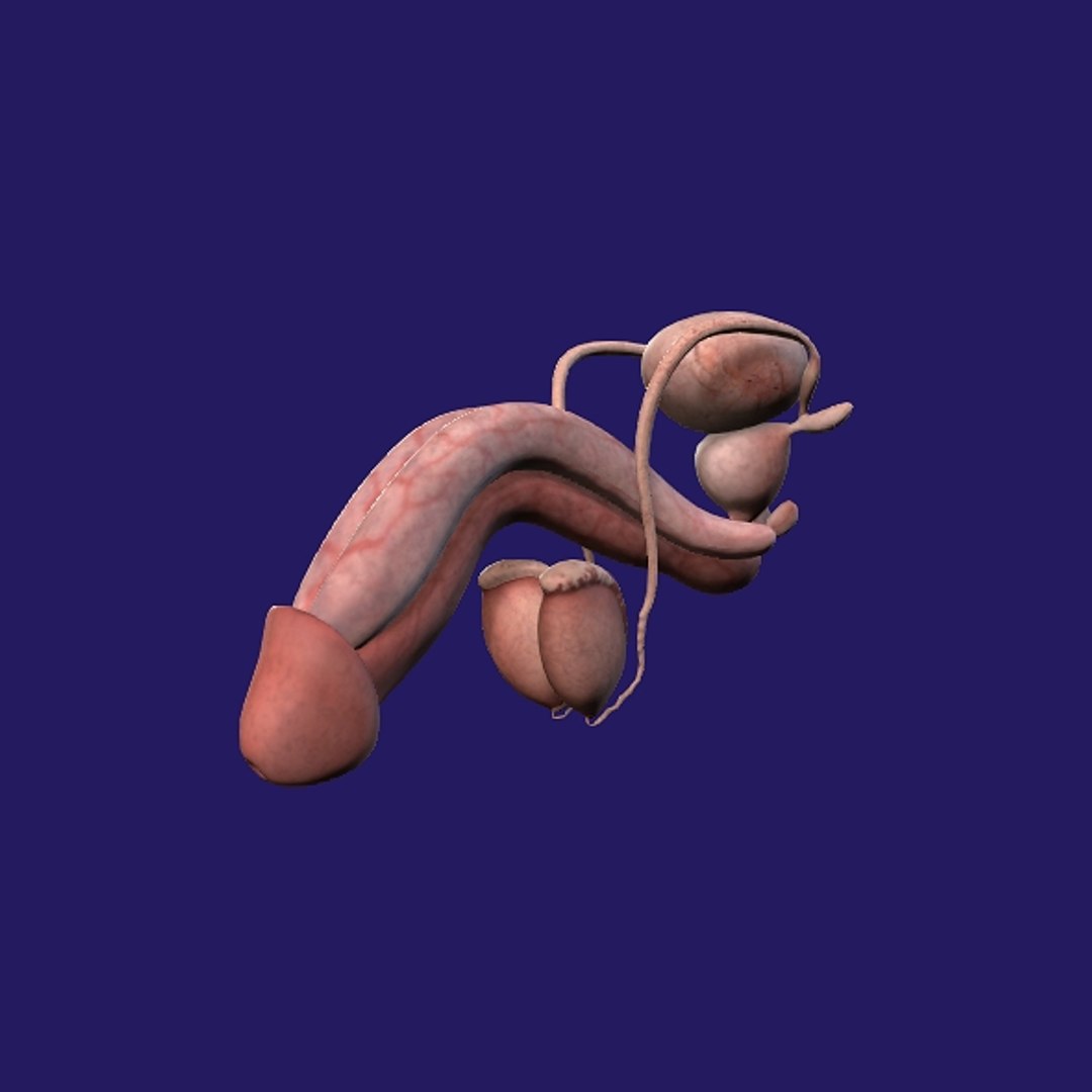 Penis Anatomy 3D model https://p.turbosquid.com/ts-thumb/SL/K7rYs9/WR/p6/jpg/1686656226/1920x1080/fit_q87/7945232b6f22a40cad3f5cdd2c55e73cde1ed1ed/p6.jpg