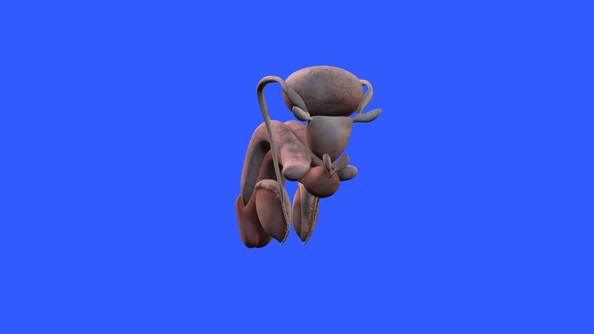 Penis Anatomy 3D model https://p.turbosquid.com/ts-thumb/SL/K7rYs9/Xg/5/jpg/1686656220/1920x1080/fit_q87/7c1c6bb135018080e3a155c104d60e1e4aeda431/5.jpg