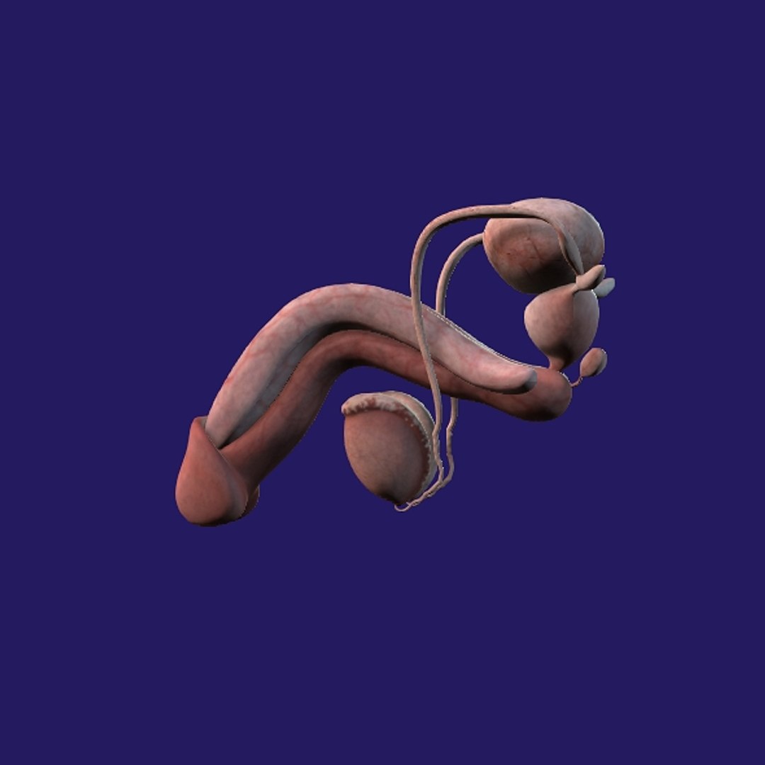 Penis Anatomy 3D model https://p.turbosquid.com/ts-thumb/SL/K7rYs9/c0/p12/jpg/1686656230/1920x1080/fit_q87/bb0f76966a6a8ab162727c298a3747567b72425c/p12.jpg