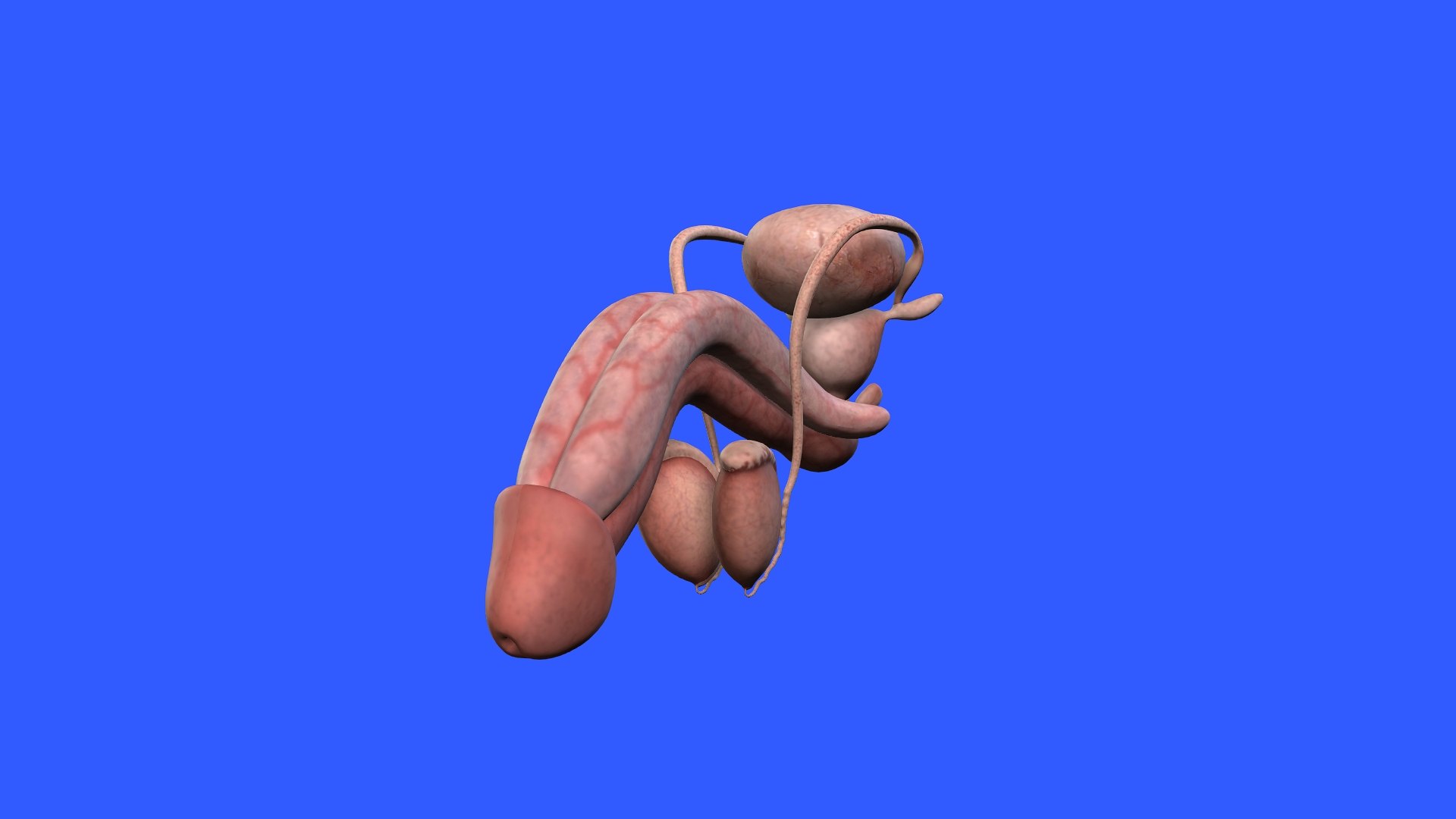 Penis Anatomy 3D model https://p.turbosquid.com/ts-thumb/SL/K7rYs9/eK/1/jpg/1686656217/1920x1080/fit_q87/3af2d1f0f6e5ad1d3c09523b4fcaca9848fdb2e8/1.jpg