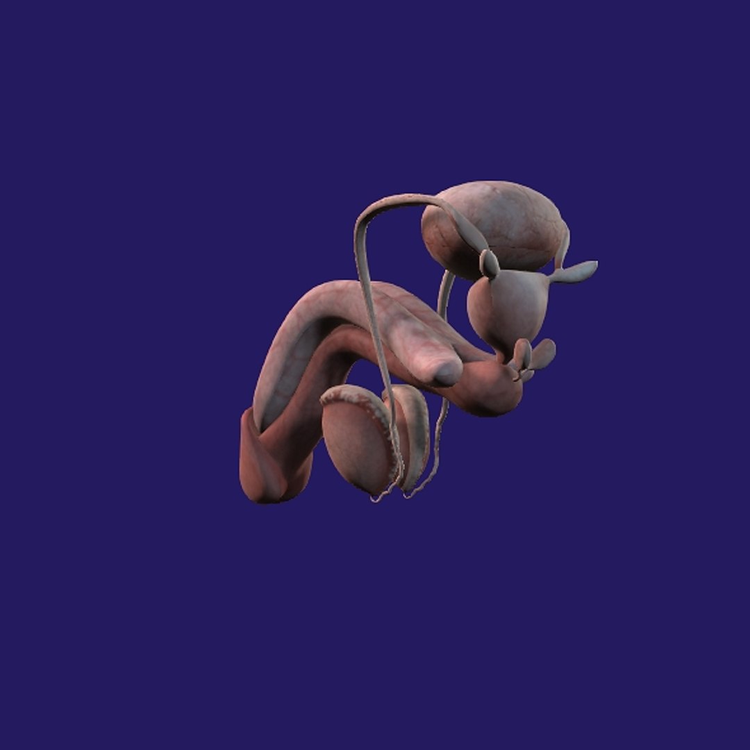 Penis Anatomy 3D model https://p.turbosquid.com/ts-thumb/SL/K7rYs9/gR/p15/jpg/1686656232/1920x1080/fit_q87/3800a41814f48857ea7cea0e53f15deab72b4b78/p15.jpg