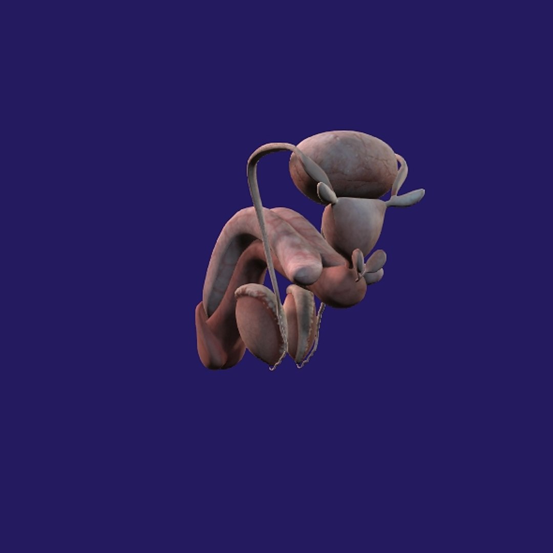 Penis Anatomy 3D model https://p.turbosquid.com/ts-thumb/SL/K7rYs9/lF/p16/jpg/1686656232/1920x1080/fit_q87/2e7961cf9d6333e5baa0523707b2cd3af0c1523c/p16.jpg