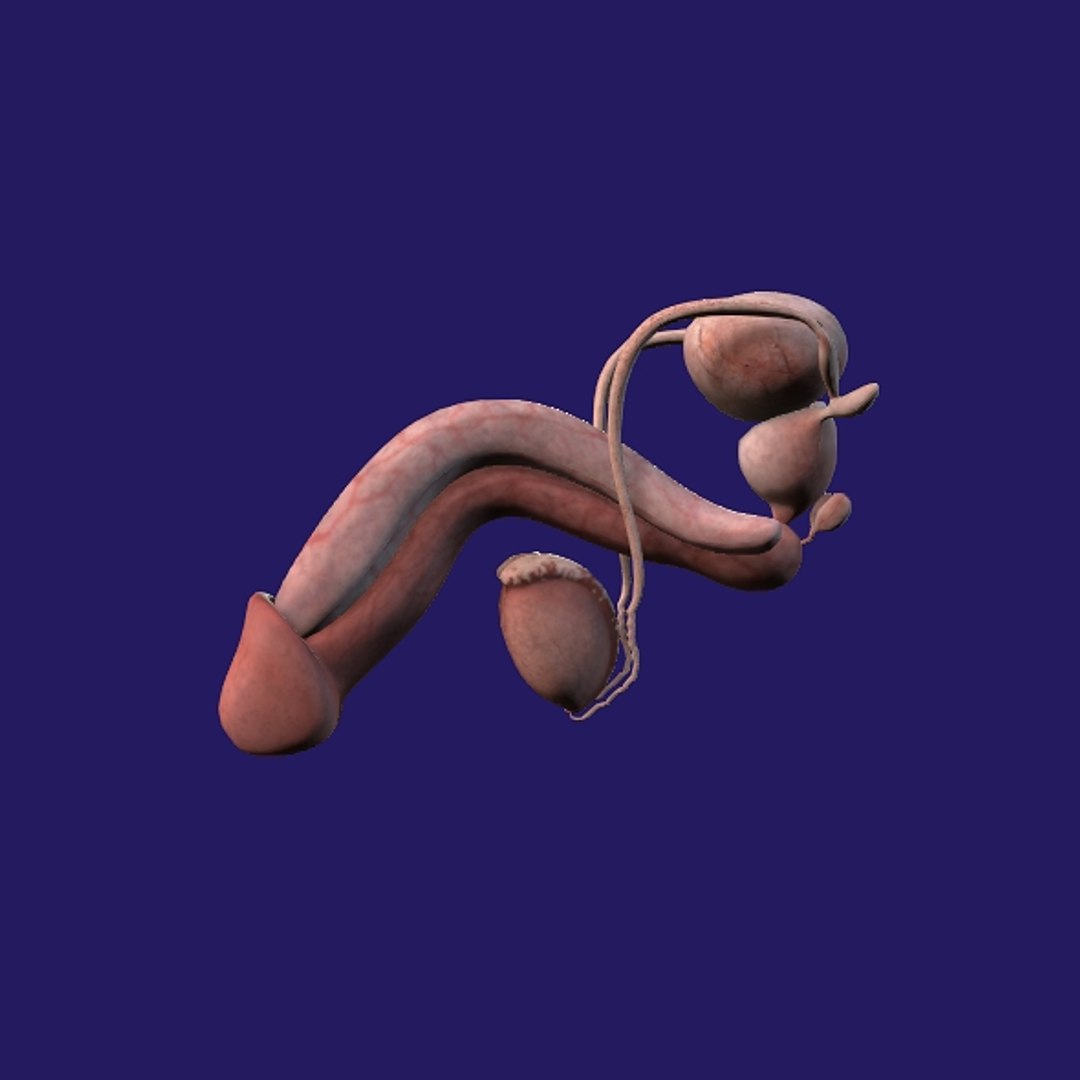 Penis Anatomy 3D model https://p.turbosquid.com/ts-thumb/SL/K7rYs9/zh/p10/jpg/1686656229/1920x1080/fit_q87/7b97ebcb6922485a6941632d29a1dd0a85f83799/p10.jpg