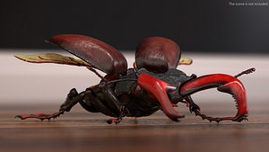 lucanus cervus stag beetle 3D model