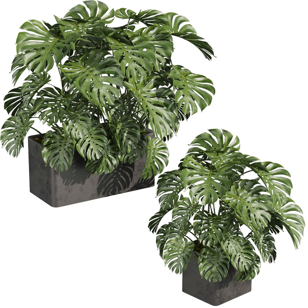 plant vol 998 - indoor - monstera model https://p.turbosquid.com/ts-thumb/SL/Qh5ABr/5v/002/jpg/1787505926/1920x1080/fit_q87/bcb4f62d181708776025ad84ff16d207567792f8/002.jpg