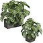 pianta vol 998 - indoor - monstera