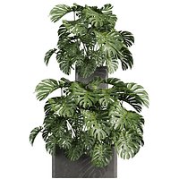 plant vol 998 - indoor - monstera