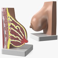 Breast Anatomy Training Model Pre-Pregnancy on Stand