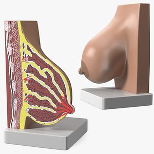 Breast Anatomy Training Model Pre-Pregnancy on Stand