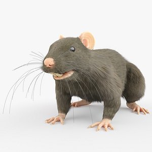 3D Rat Body Static