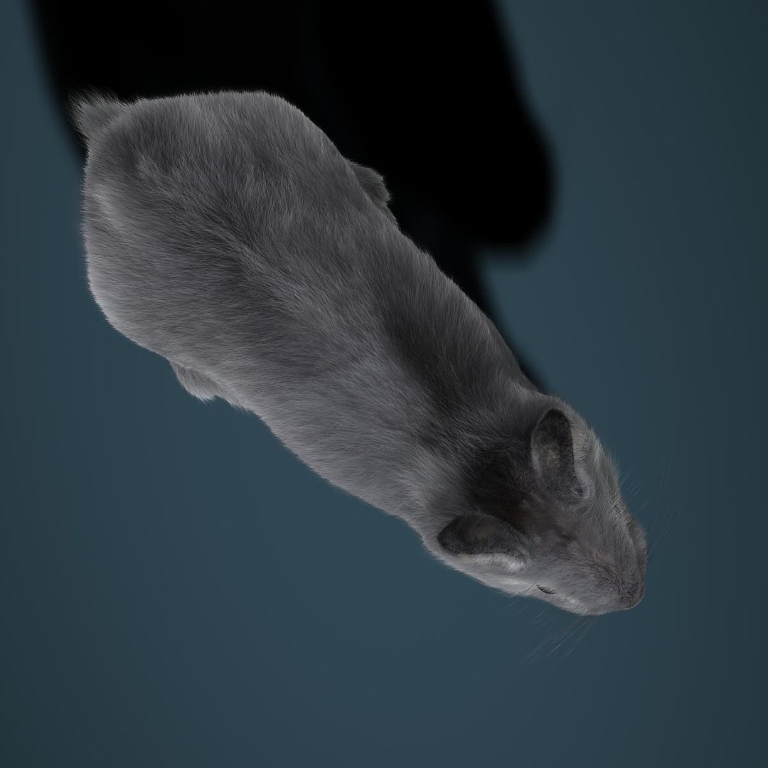 3d Rabbit Grey Fur Animation