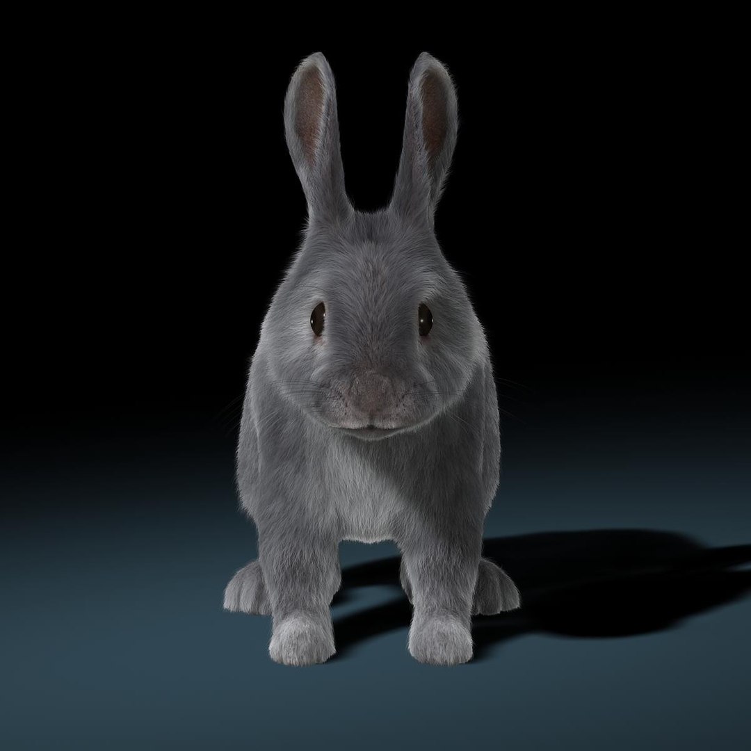 3d Rabbit Grey Fur Animation