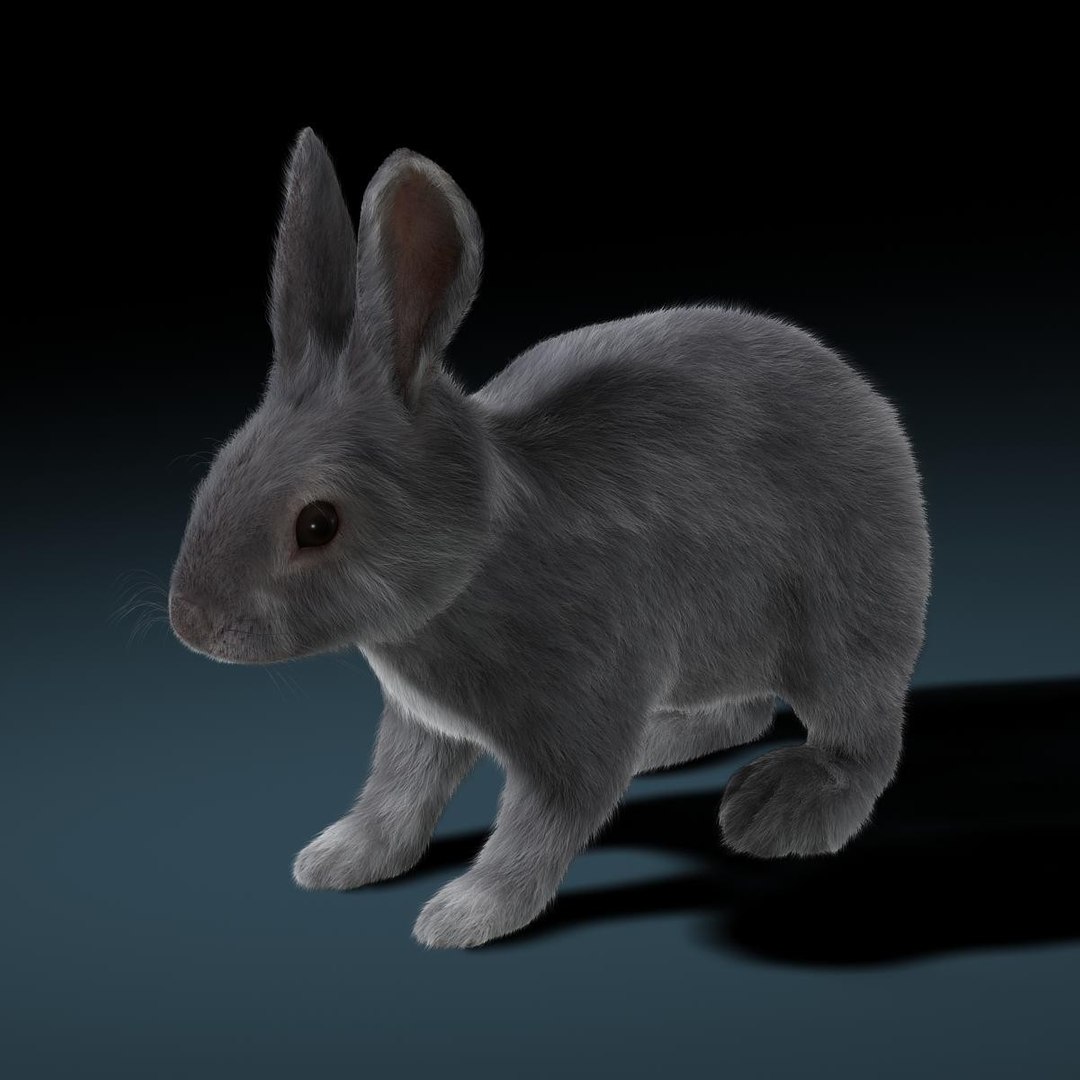 3d Rabbit Grey Fur Animation
