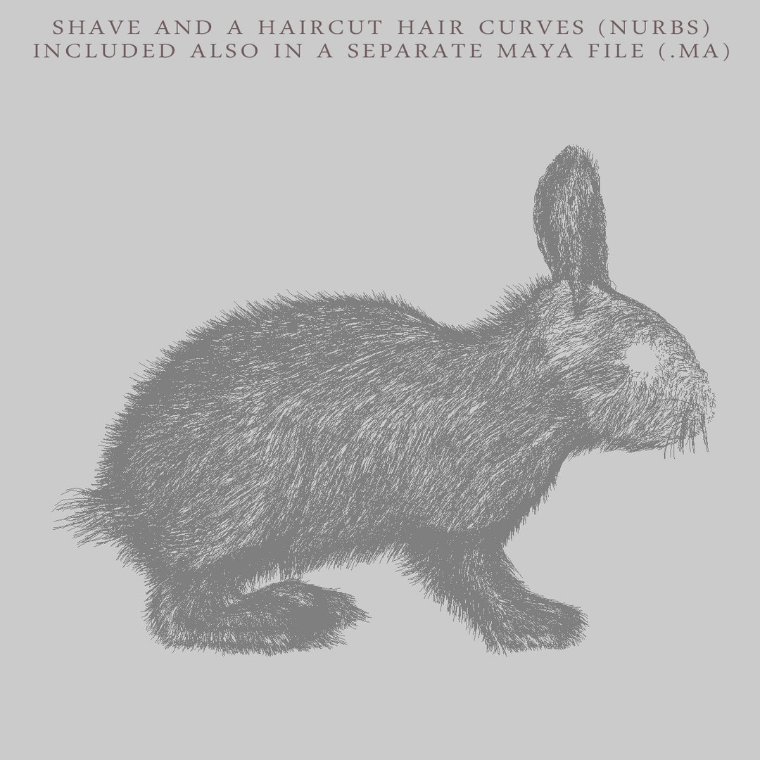 3d Rabbit Grey Fur Animation